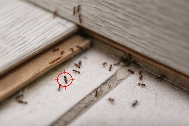 Professional Pest Control in Falling Waters, WV