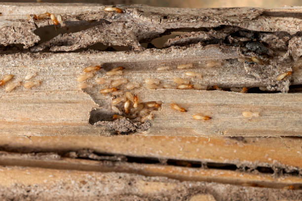 Best Affordable Pest Control Services  in Falling Waters, WV
